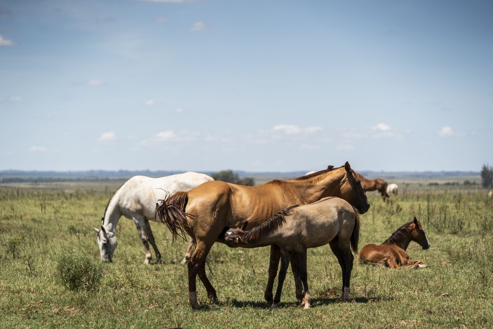 Área da Coudelaria e Campo de Instrução de Rincão tem 15 mil hectares — Foto: Marcelo Curia/Globo Rural
