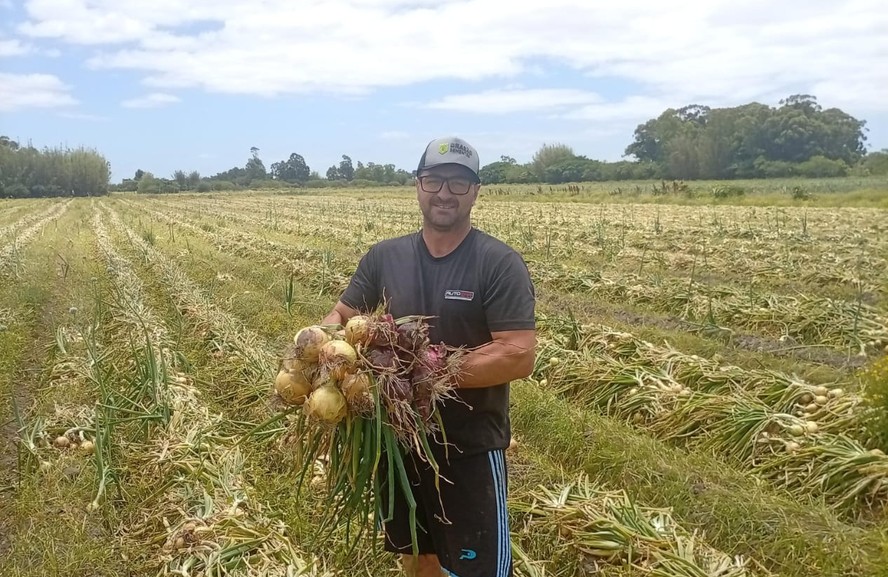 Oliveira, de São José do Norte, deve colher 45 toneladas por hectare, mas preço não cobre os custos