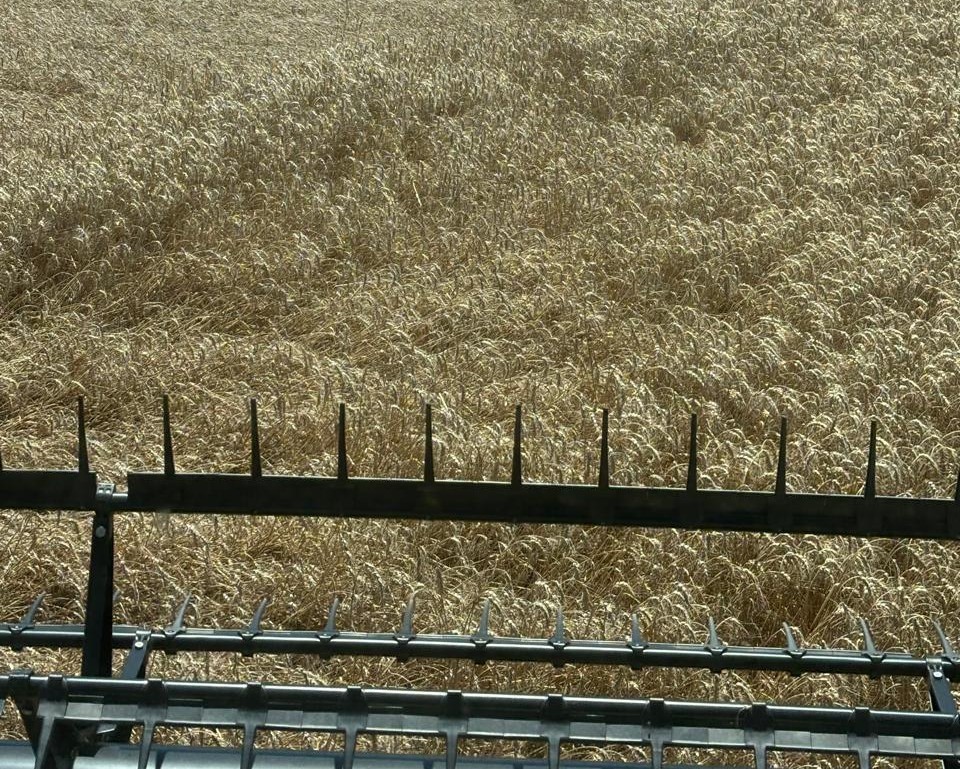 Paraná confirma quebra na safra de inverno devido ao clima