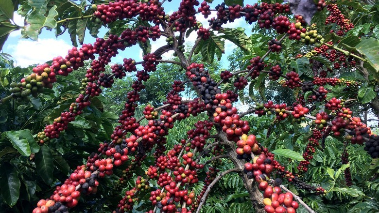 Preço do café robusta bate recorde  em julho no mercado doméstico