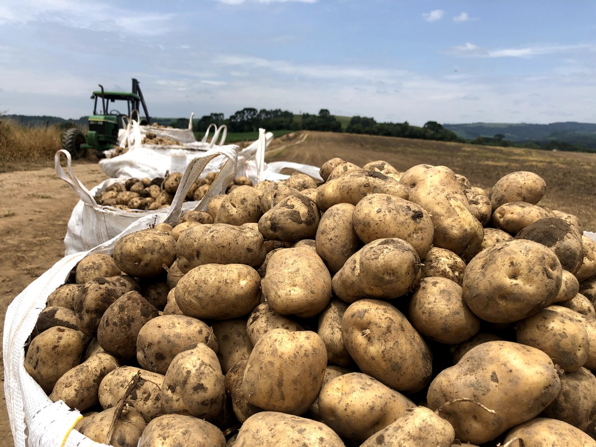 Pesquisa avalia saúde do solo e práticas regenerativas para batata