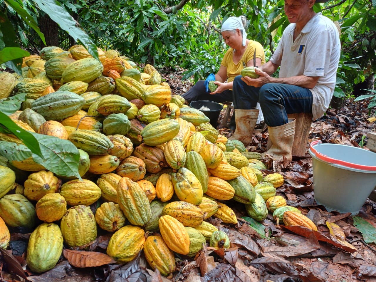 Cacau sobe mais de 4% em NY após início ruim da safra 2024/25