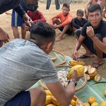 Povo indígena Yanomami na colheita de cacau — Foto: Divulgação