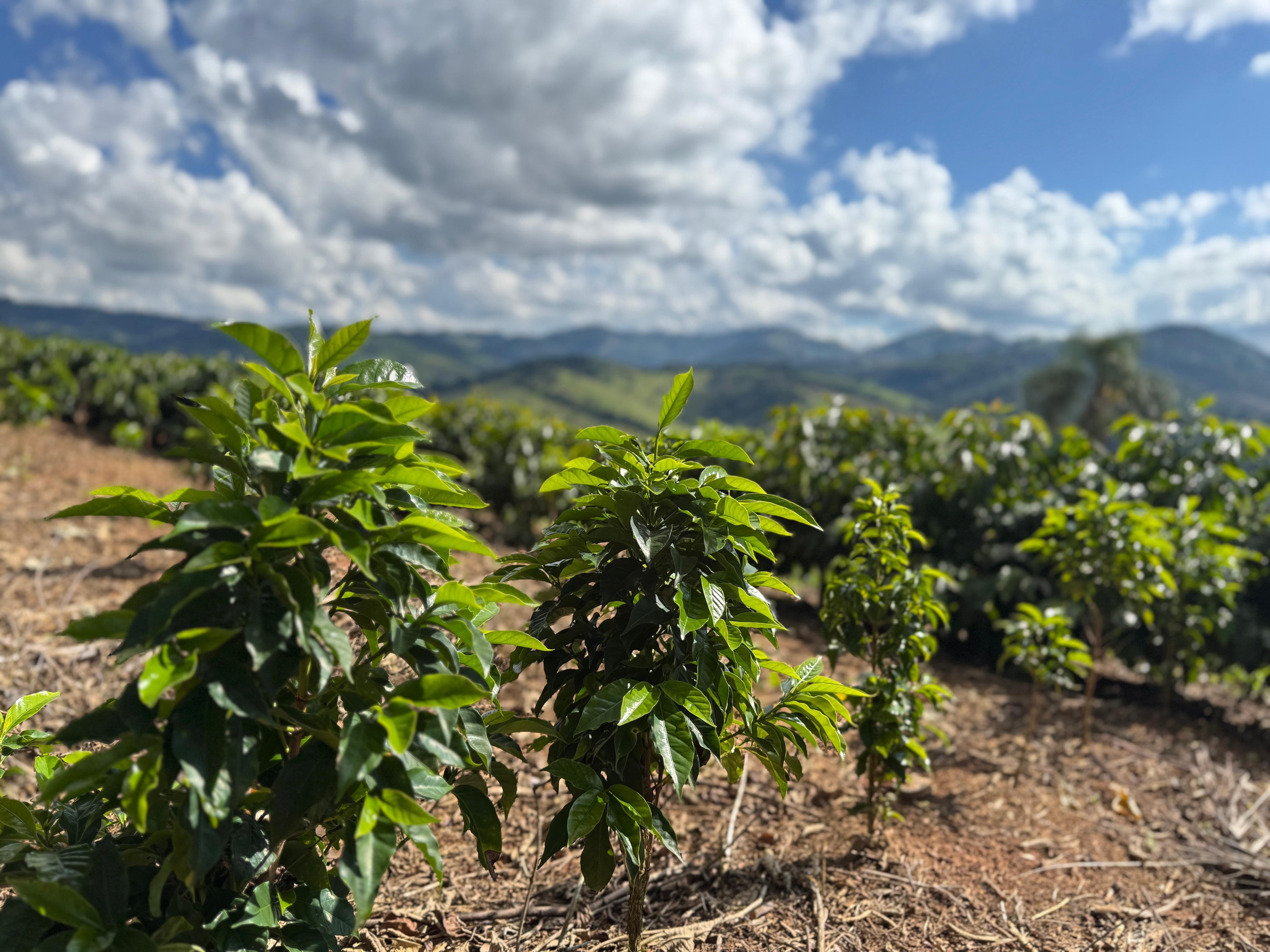 Produtor mineiro vende café raro por R$ 90 mil a saca