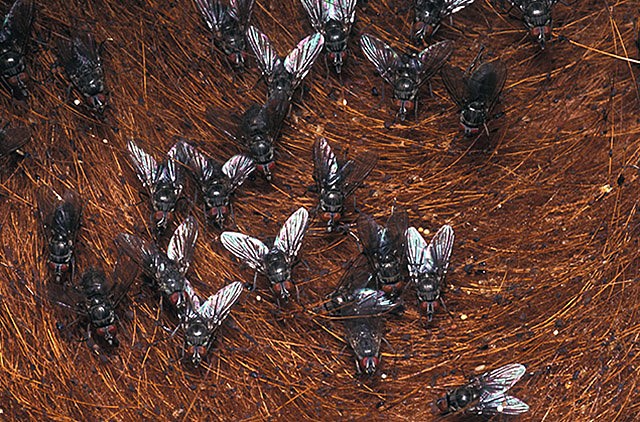 GR Responde: Onde no Brasil ocorrem mais casos de mosca-do-chifre?
