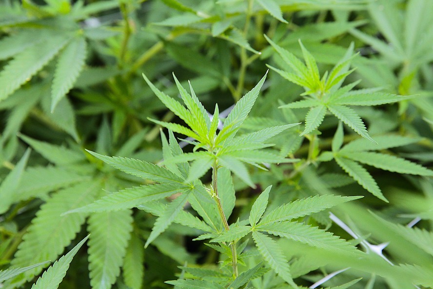 Mercado nacional de cannabis medicinal movimentou R$ 971 milhões em 2025 e atendeu 873.111 pacientes