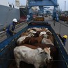 Exportações de gado vivo subiram 12,4% no acumulado deste ano - Getty Images