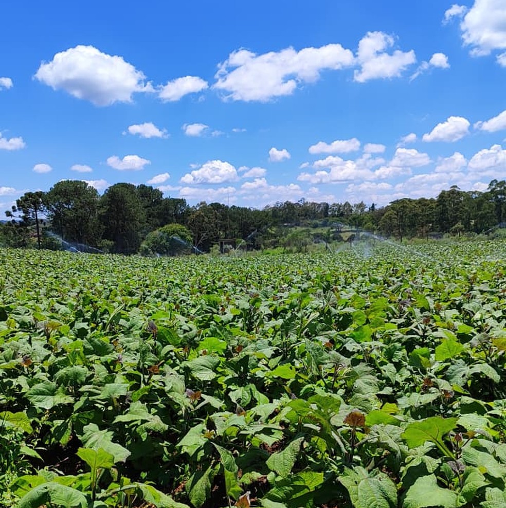 Em Piedade (SP), a estimativa é que 80 produtores cultivem cerca de 100 hectares da raiz — Foto: Divulgação