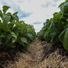 Áreas de tabaco geralmente são íngremes e merecem mais cuidados para evitar processos de erosão - Karine Viana/SecomRS/Arquivo
