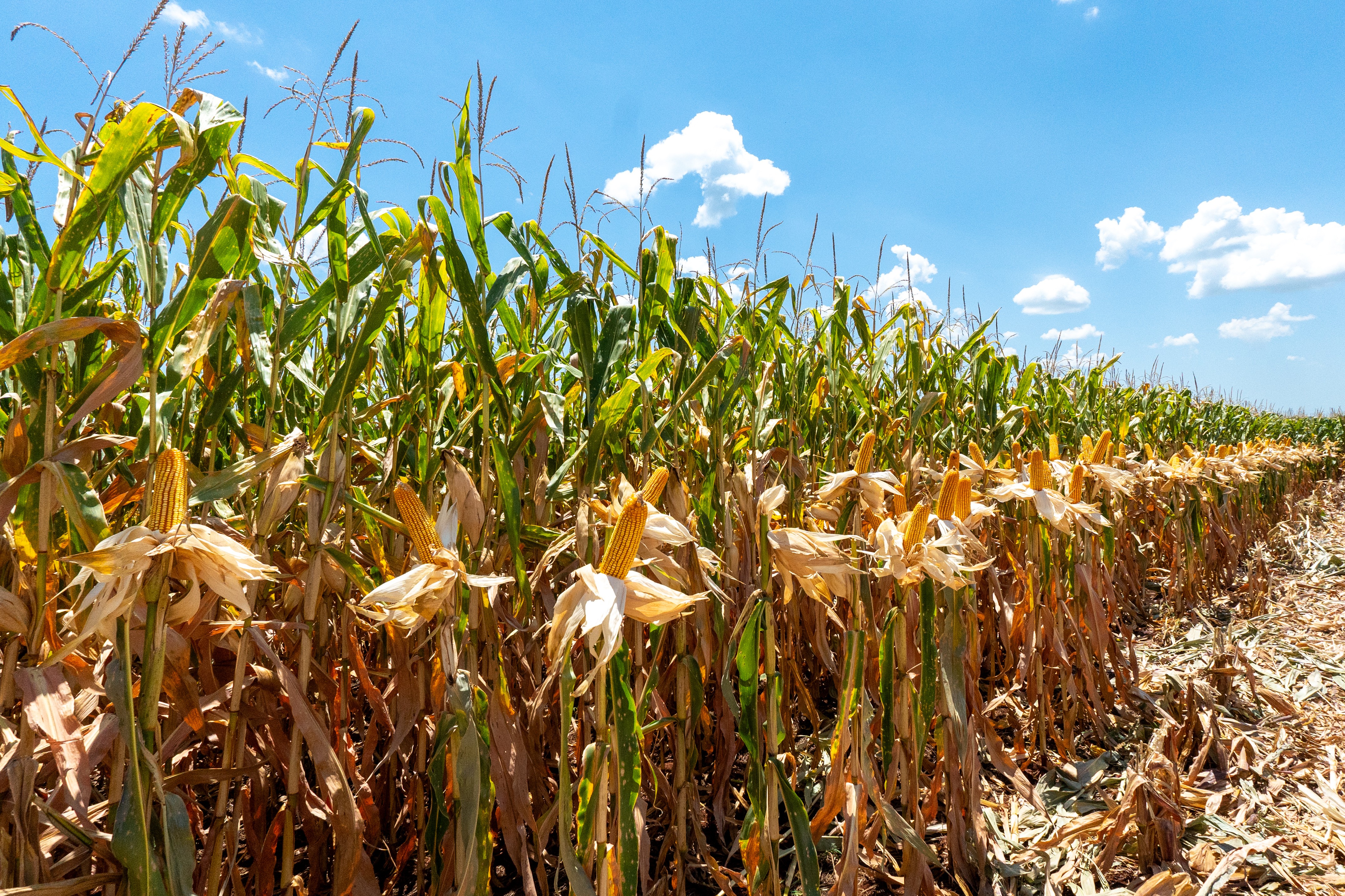 Produções mundiais de milho e de trigo devem bater recorde em 2025/26