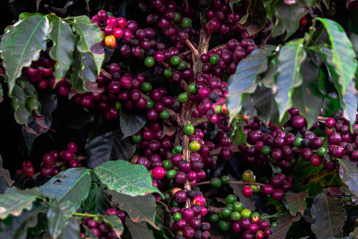 Preços do café caem, enquanto colheita avança com ritmo lento