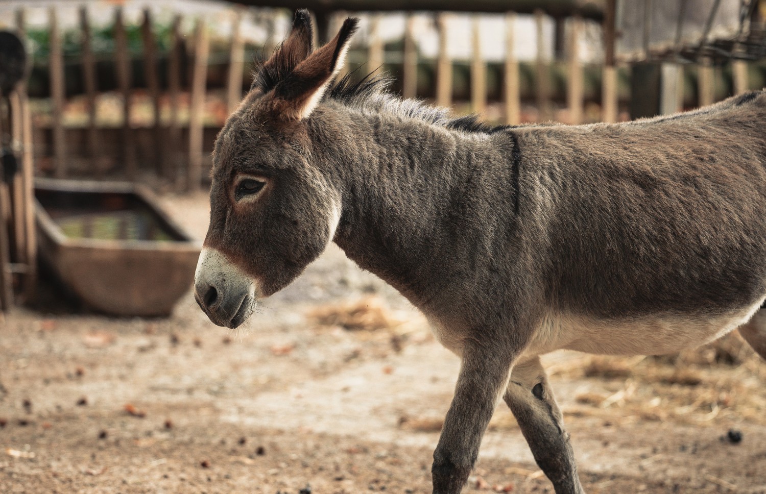 Justiça Federal proíbe abate de jumentos na Bahia
