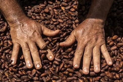 Cacau sobe quase 2% na bolsa de Nova  York devido a temor de oferta restrita