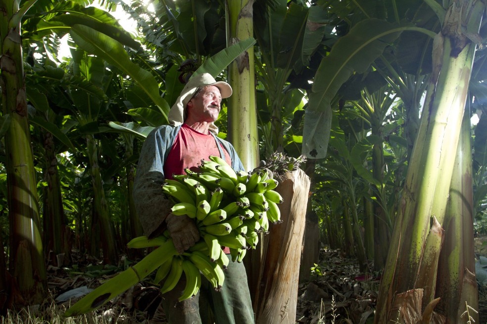 Bananicultores pedem para governo rever abertura de mercado ao Equador — Foto: Divulgação Faemg/Senar