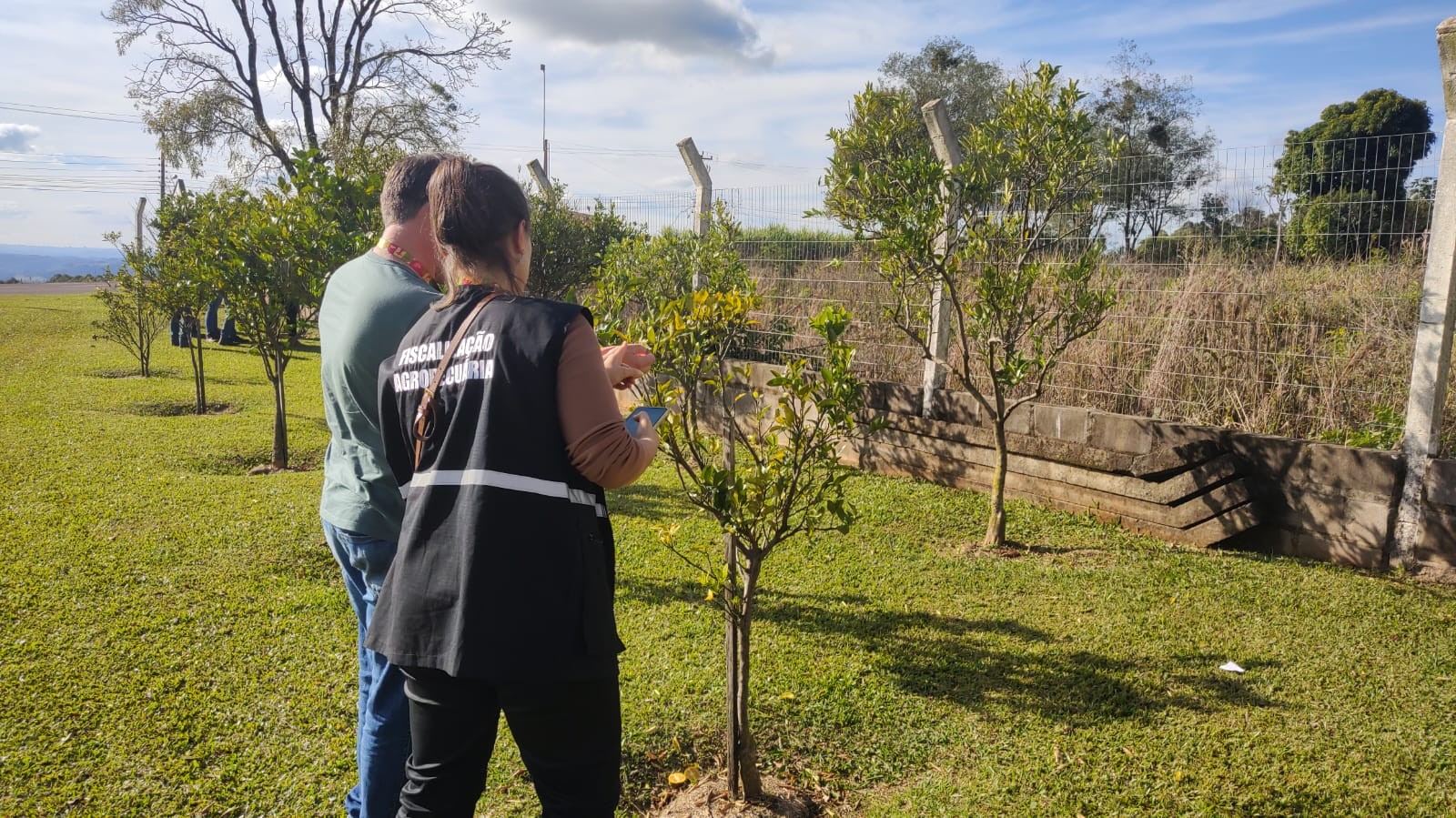 Rio Grande do Sul erradica foco de greening e finaliza monitoramento