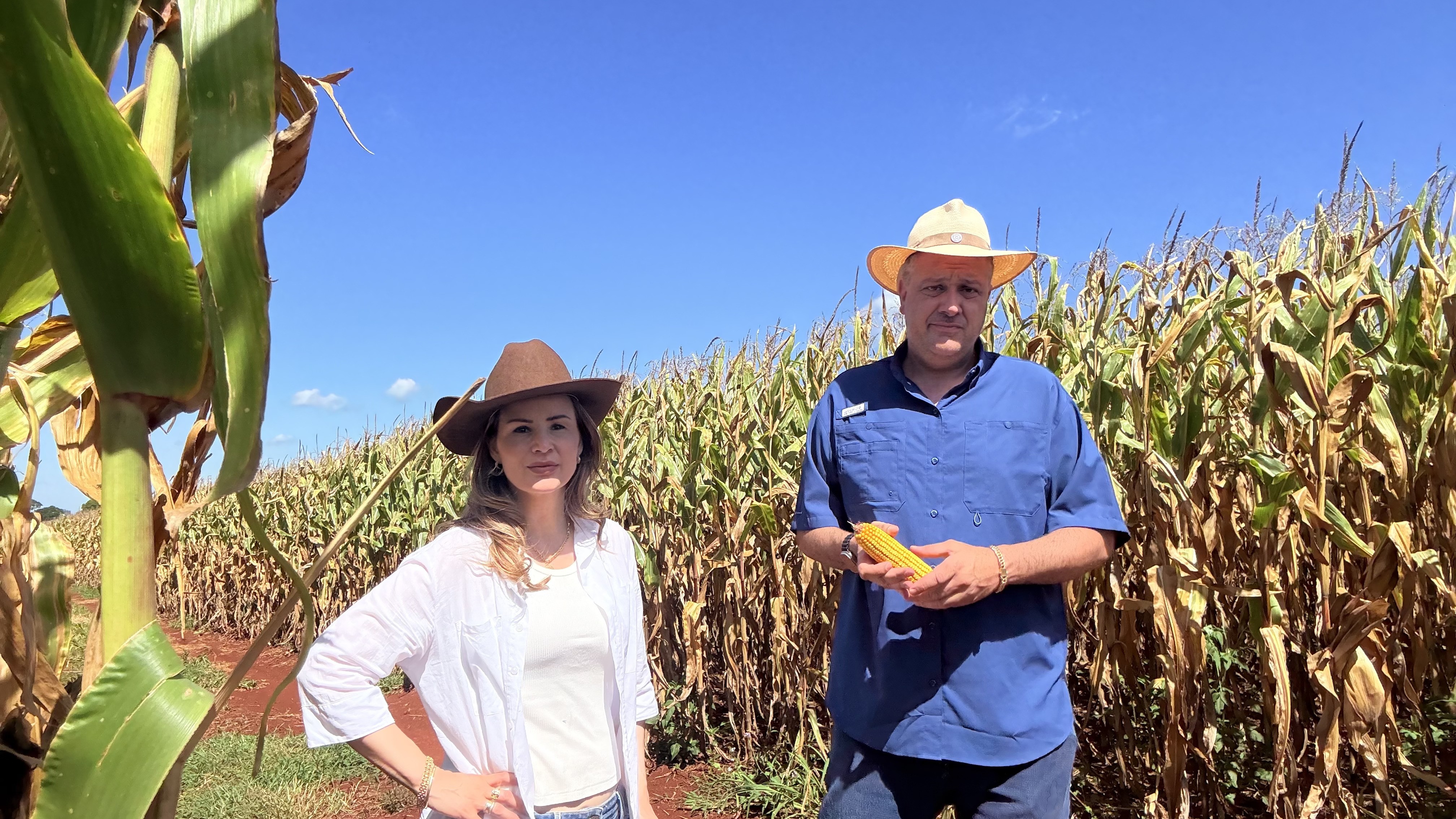 Colheita do milho começa no RS com otimismo após temor de nova estiagem