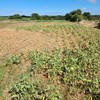 Governo deverá transferir R$ 12 bilhões para o programa de repactuação dos débitos de produtores afetados pelas adversidades climáticas desde 2020 - Arquivo pessoal