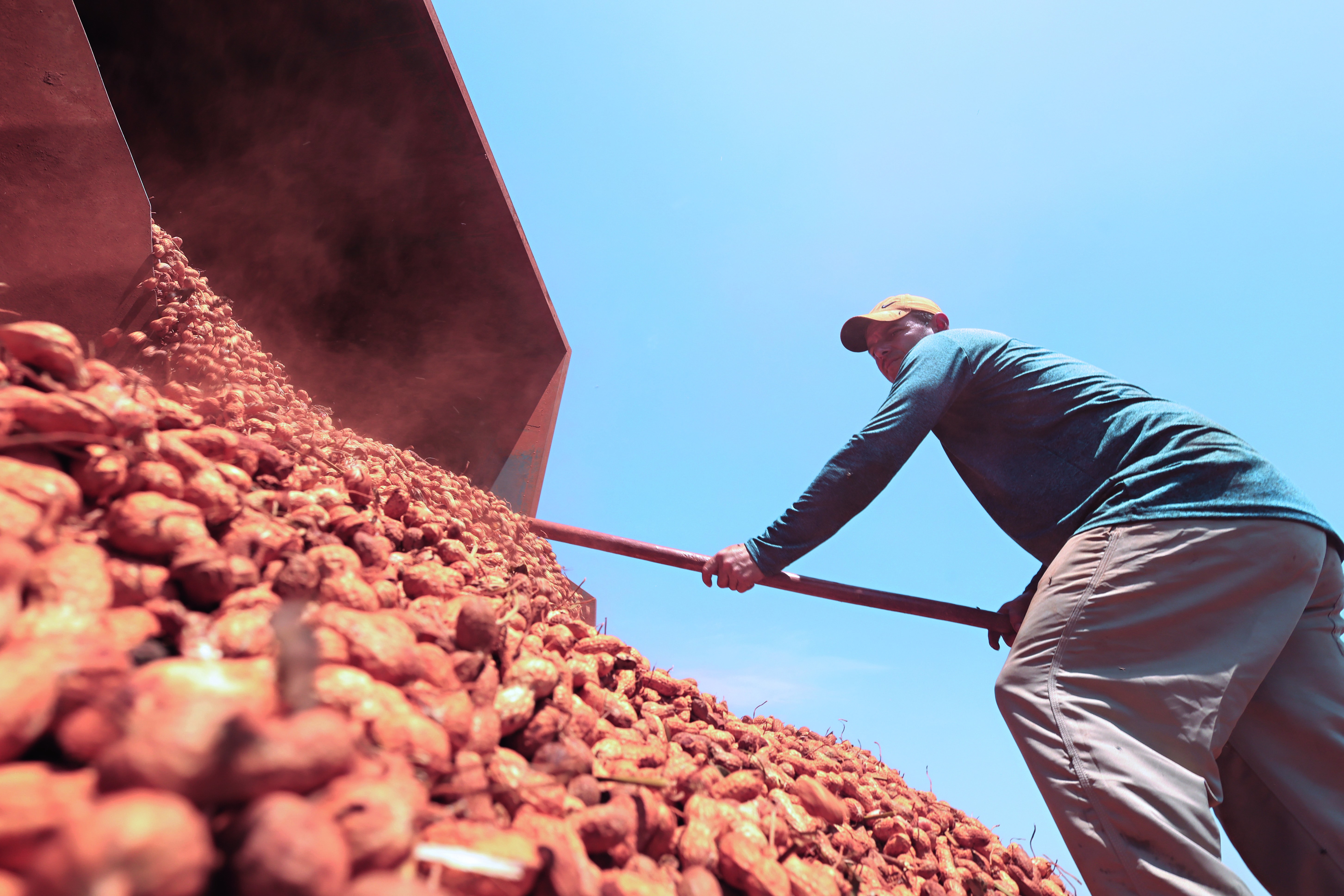 Com preços subindo, amendoim ganha espaço no centro do país