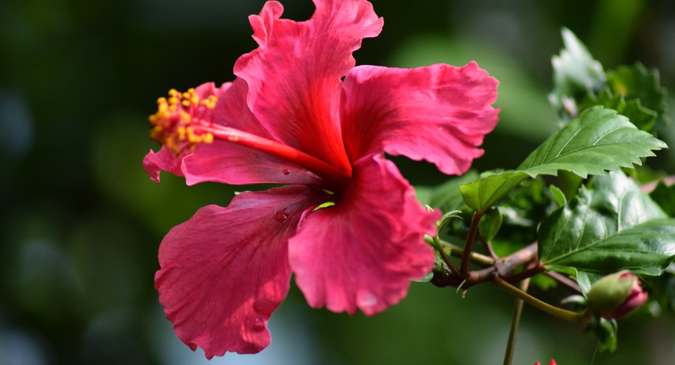Hibisco pode florescer por vários meses — Foto: Canva/Creative Commons
