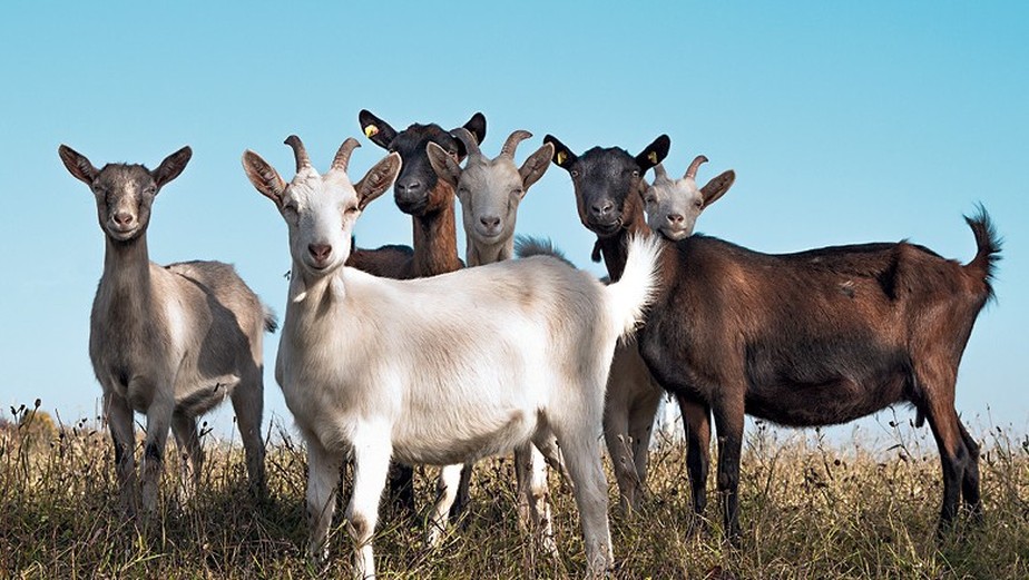 Arábia Saudita abre mercado para caprinos do Brasil