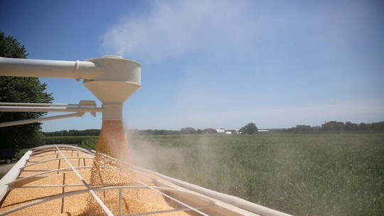 Lavouras de milho apontam bom rendimento e qualidade, mas colheita deve atrasar