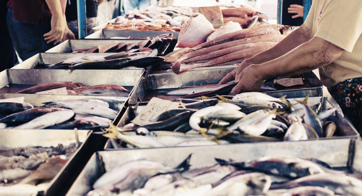 Indústria de pescado pede crédito emergencial para amenizar impactos do 'tarifaço'