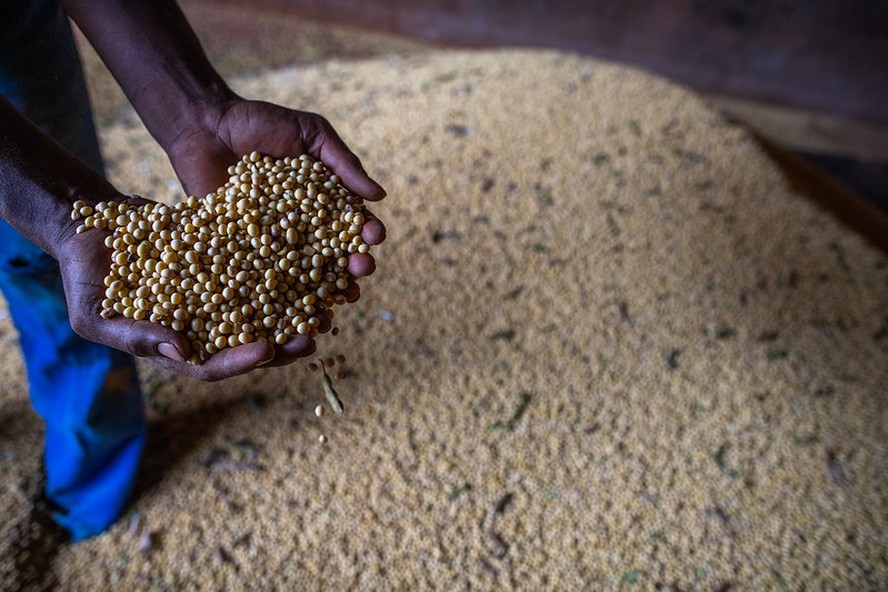 USDA indicou que os produtores americanos devem semear a soja em uma área 3% maior em 2024/25