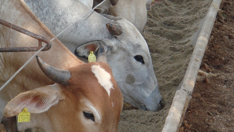 dsm-firmenich vende negócio de nutrição e saúde animal