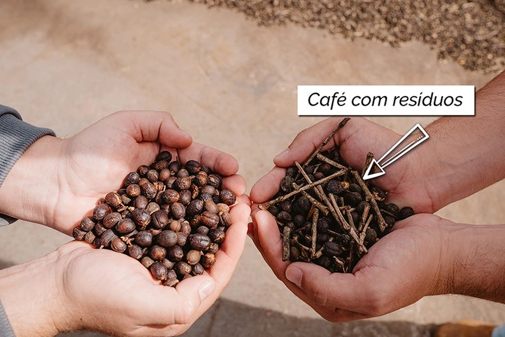 Diferença do grão do café bom com o grão com resíduos, antes de moer — Foto: Divulgação/Unique Cafes