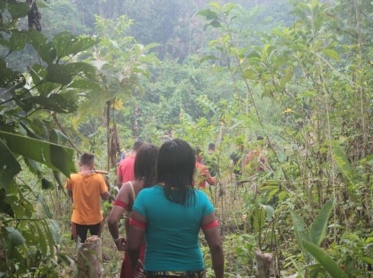 Povo indígena Yanomami na colheita de cacau — Foto: Divulgação