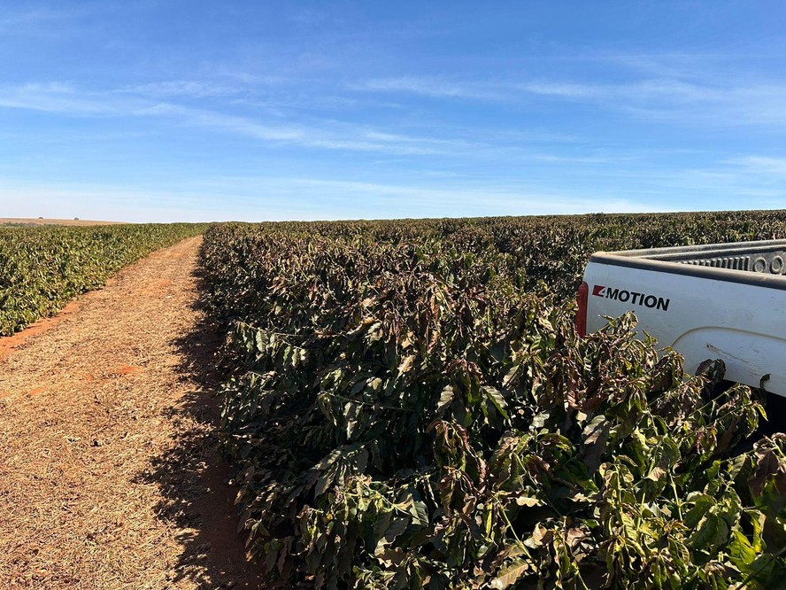 Cerca de 11 hectares de cafezais da Fazenda Bruma Alta, em Serra do Salitre (MG), foram afetados por geada