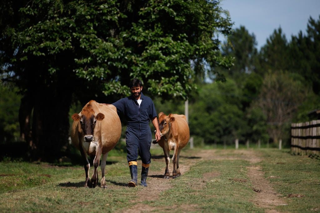 Três vacas em plena capital gaúcha: a microqueijaria que conquistou selo federal
