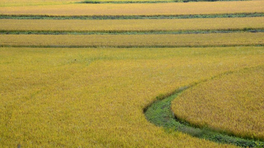Lavoura de arroz no Rio Grande do Sul: plantio do cereal deve cair nos próximos anos, perdendo espaço para grãos como soja e milho