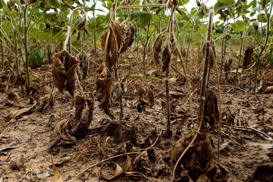 Preocupações com seguro aumentam entre os produtores nesta safra, com expectativas de um forte El Niño
