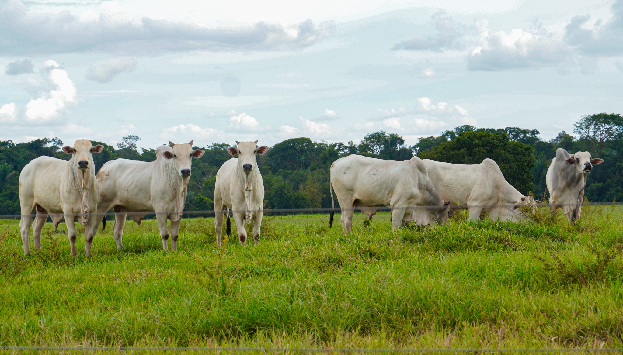 Exportadores de carne para China têm risco ambiental na Amazônia