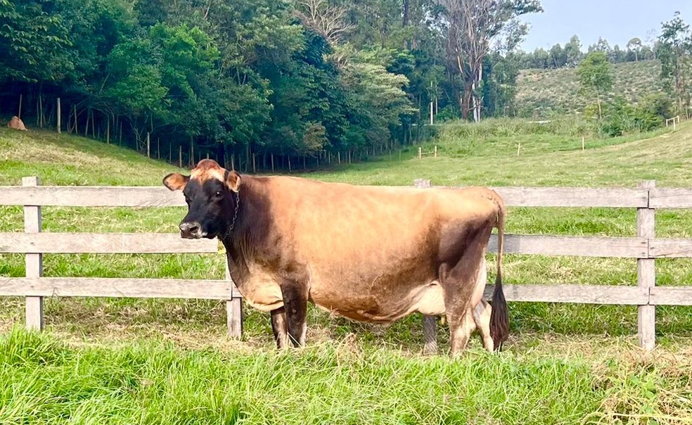 Fazenda Limoeiro, em Itu (SP), é a primeira propriedade leiteira de São Paulo a receber o Selo de Produto Jersey Certificado — Foto: Divulgação