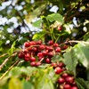 Colheita de café no Brasil segue com rendimento abaixo do ideal - Wenderson Araujo/CNA