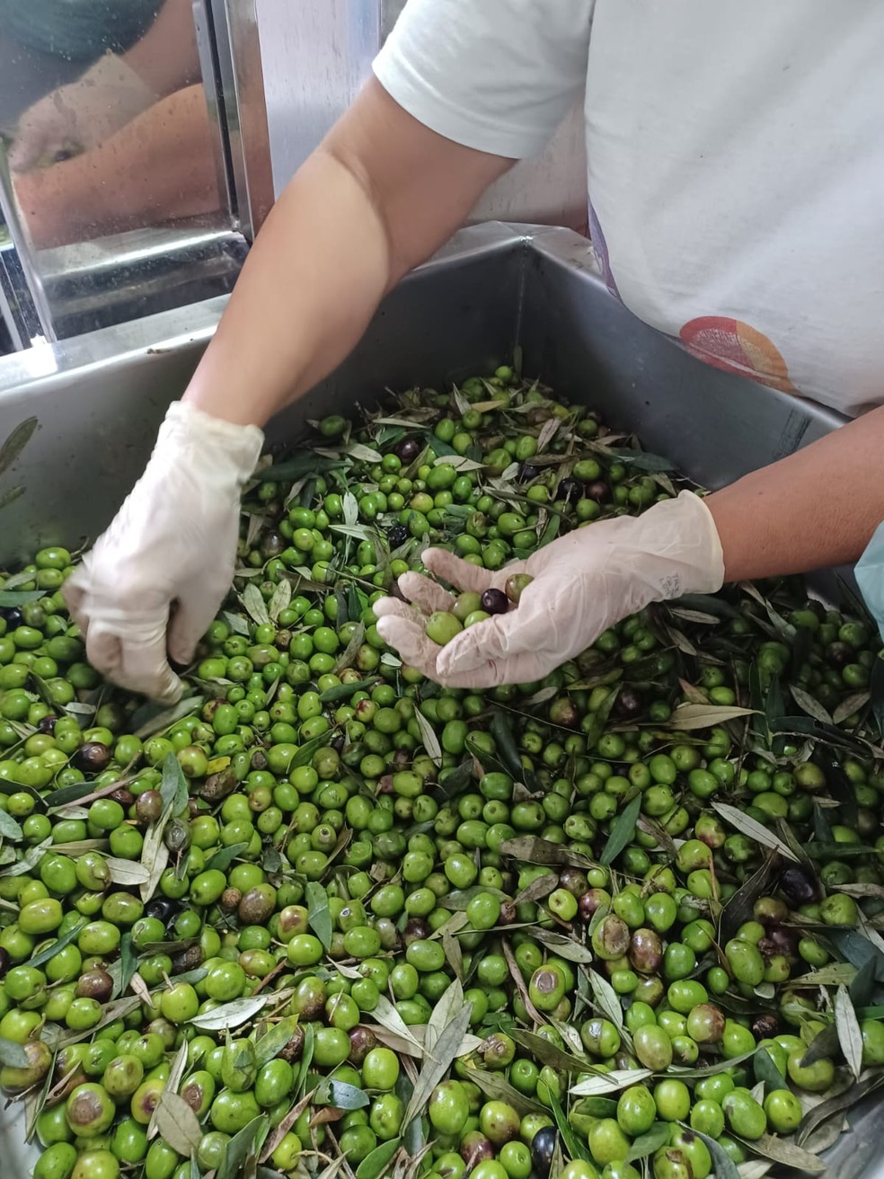 Colheita de azeitonas nos Olivais de Quelemém em Maria da Fé (MG) — Foto: Divulgação