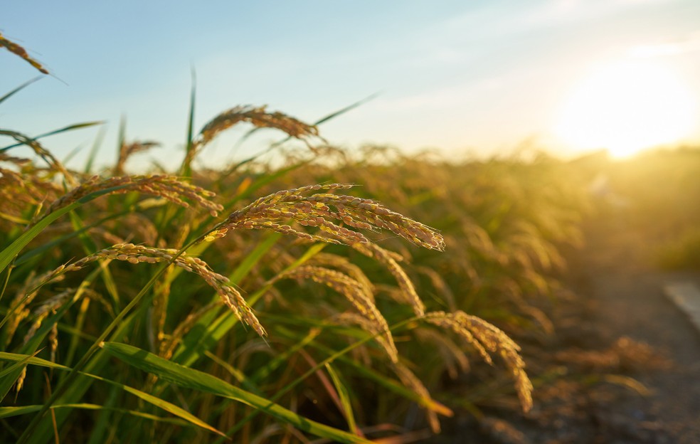 Assim como nos cereais de inverno, a chegada do fenômeno climático não é considerada favorável para o arroz irrigado — Foto: Freepik