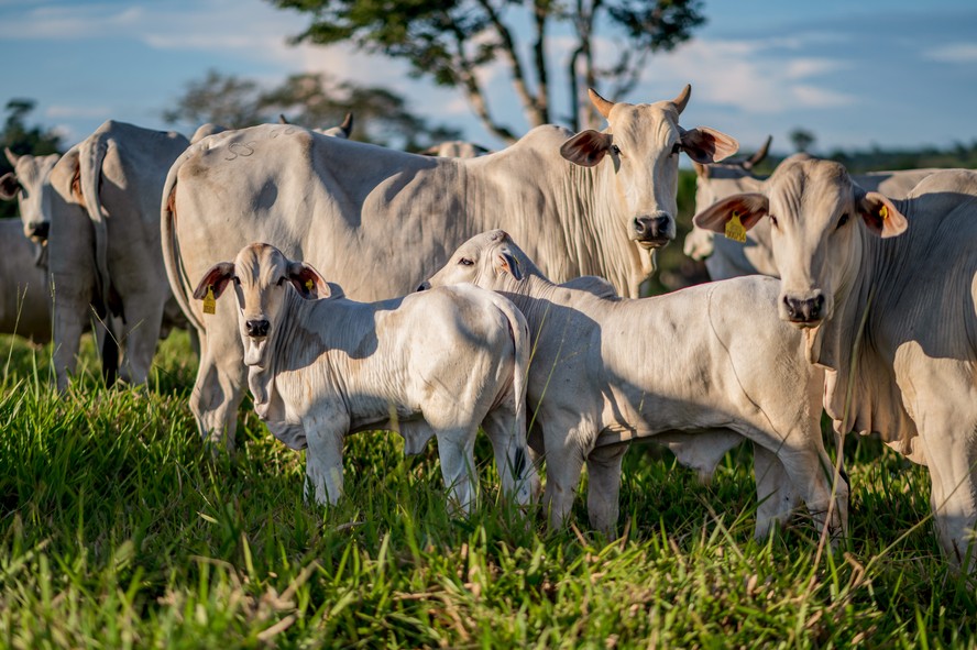 A regra se aplicará para o gado nascido após 29 de junho de 2023, quando o regulamento entrou em vigor