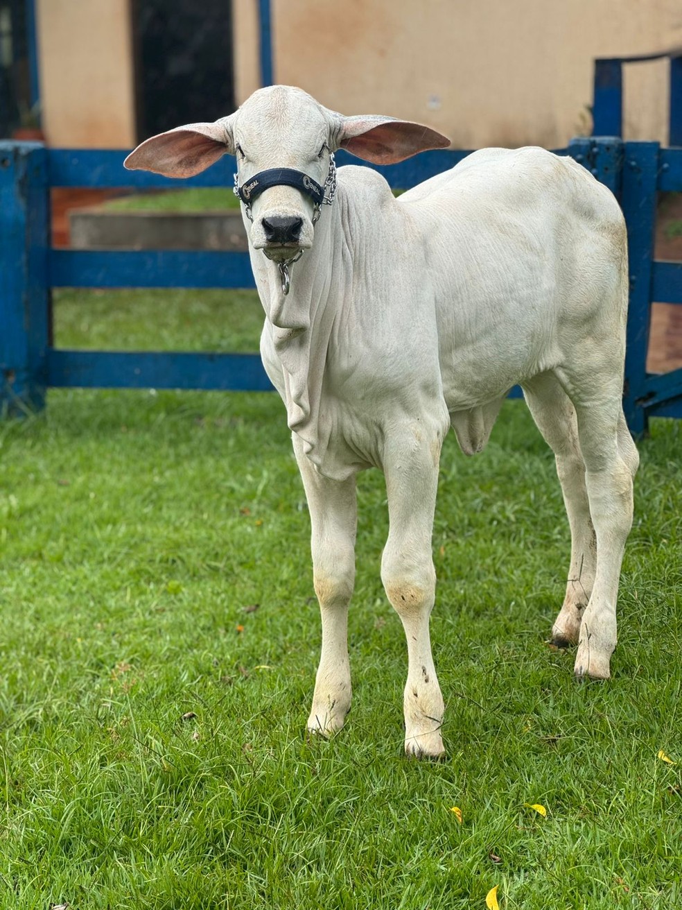 O primeiro clone de Viatina nasceu há três meses na Geneal — Foto: Divulgação