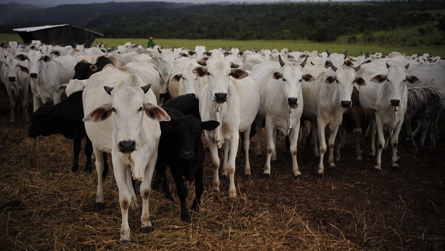 Crescimento da oferta de gado derruba preços e deve afetar intenção de confinamento; cotação já caiu 30% em um ano em algumas regiões de Mato Grosso