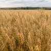 Se as condições climáticas não piorarem, a Farsul estima uma produção entre 3,6 e 3,7 milhões de toneladas - Mauro Costa Beber / divulgação