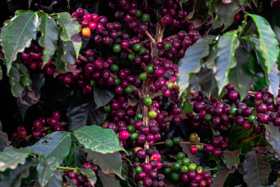 Perspectiva de safra volumosa no Brasil vem pressionando os valores do café arábica