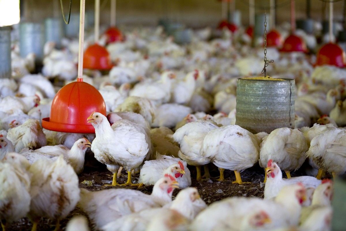 A Gazeta  Gripe aviária: saiba como são identificados os animais