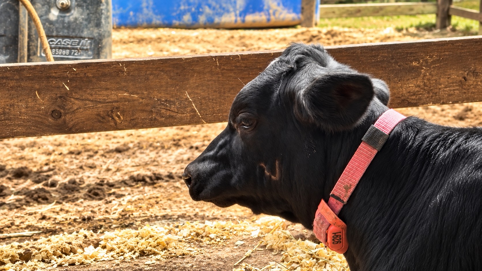 Cowmed lança versão 'baby' de colar inteligente para monitorar bezerras