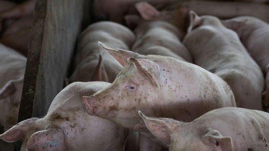 Preços dos suínos voltam a subir, afirma Cepea