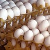 Preços dos ovos caíram 6,58% no mês passado e ajudaram a derrubar a inflação de alimentos; tomate liderou as altas - Canva/ Creative Commoms
