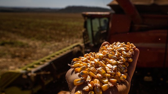 Seca afeta mais de 470 mil hectares de milho em Mato Grosso do Sul