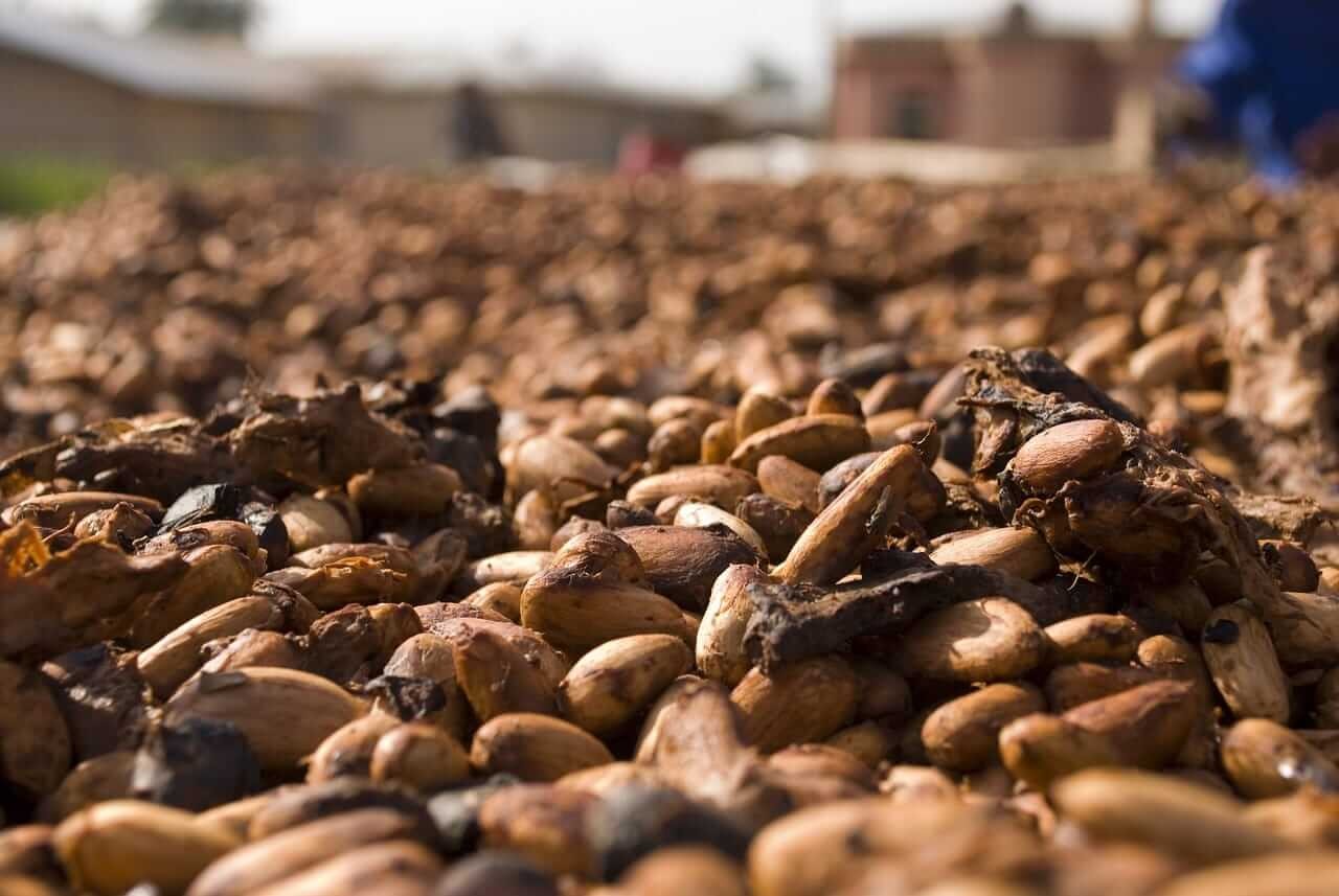 Indústria brasileira reduz processamento de cacau no terceiro trimestre